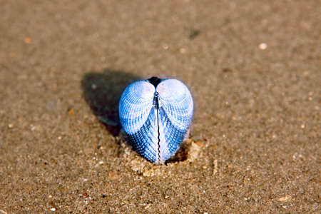 sea shell in the shape of blue heart 