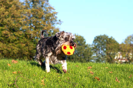 cute schnauzer running with toy in the parkの写真素材