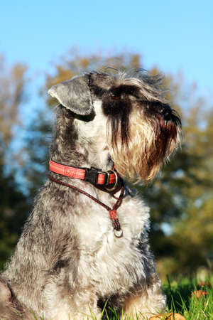 beautiful portrait of miniature schnauzer 