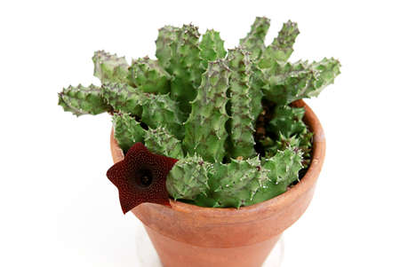 succulent plant Stapelia blossoming over whiteの写真素材
