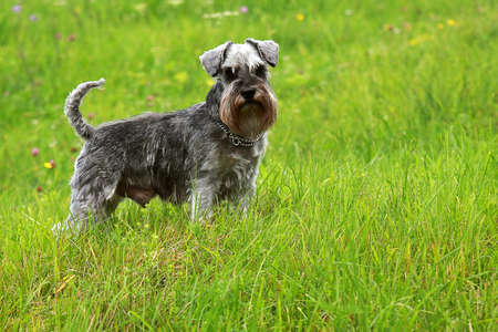 cute schnauzer standing in the grassの写真素材