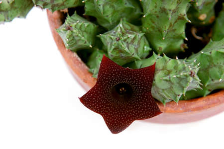 Stapelia plant blossoming with red flower over whiteの写真素材