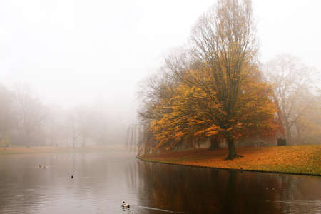 fog in the autumn park with lakeの写真素材