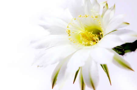 beautiful white cactus flower over white backgroundの写真素材