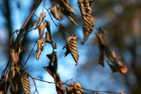 dry leaves on the tree in the forestの写真素材