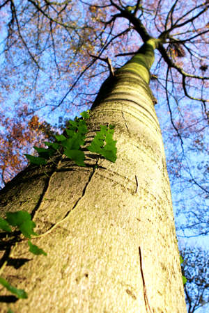 view on tree from the base of tree stemの写真素材