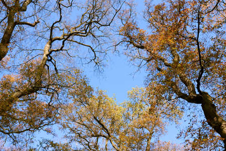 three tree autumn tops over blue sky