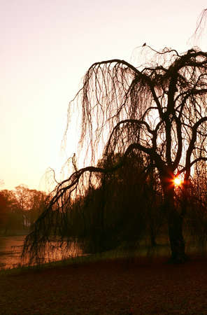 tree silhouette against morning sunriseの写真素材