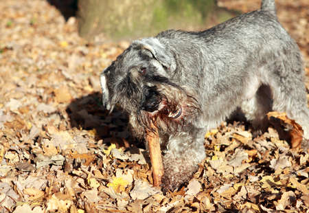 cute dog plays with steak outdoorsの写真素材