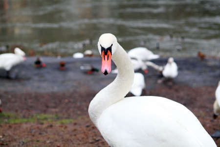 portrait of wild white swan outdoorsの写真素材
