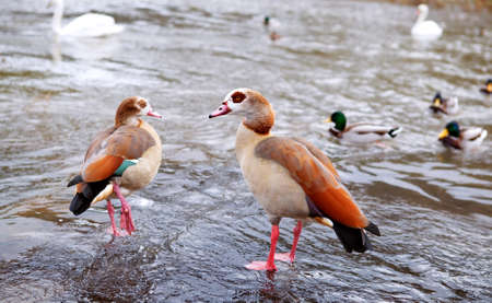 a couple of Alopochen aegyptiacus - egyptian geese close to waterの写真素材