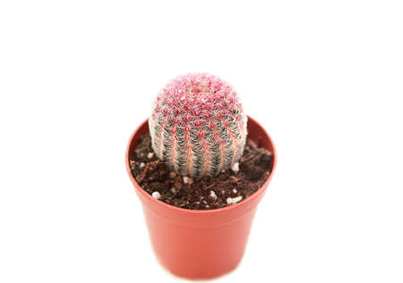 cactus in a flowerpot over white backgroundの写真素材