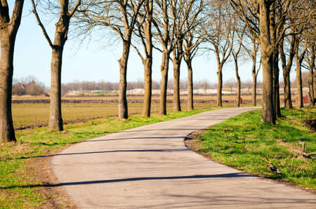 road for bicycles between the trees at sunny dayの写真素材