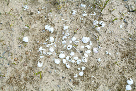 background with sand and white shells outdoorsの写真素材