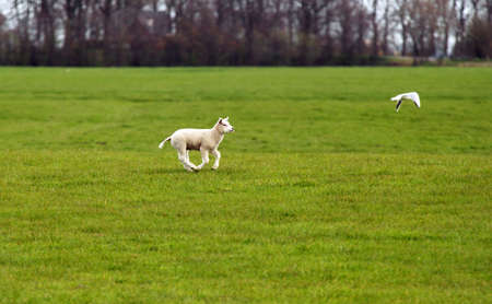 white baby lamb running on the pastureの写真素材