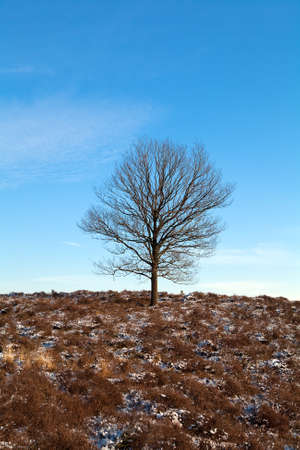 one lonely tree over clear blue skyの写真素材