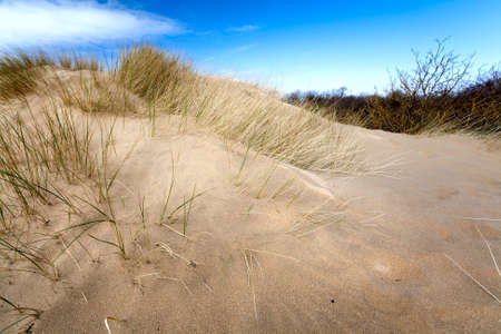 sandy dune on the south of Netherlands with nice weather