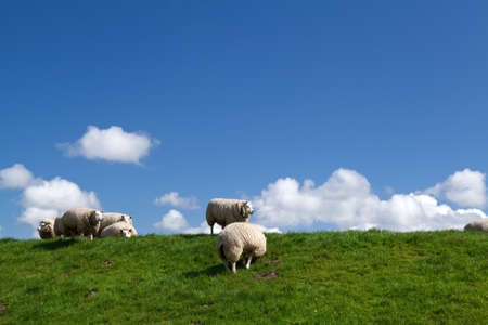 few white puffy sheep over blue sky with white cloudsの写真素材