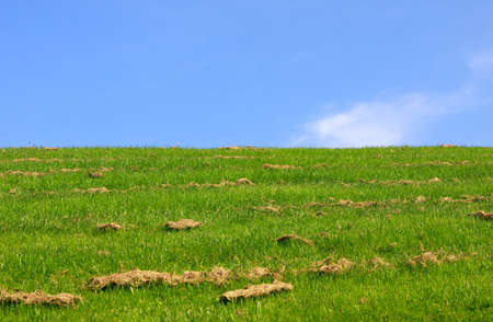 bright green pasture and blue clear skyの写真素材