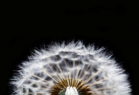 macro of dry dandelion on black backgroundの写真素材