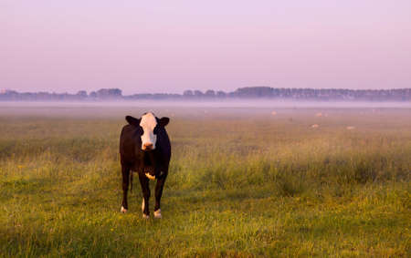 black and white cow on pasture at sunrise in fogの写真素材