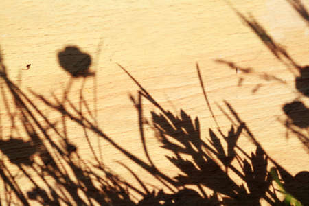 shadow of floral texture on wooden boardの写真素材