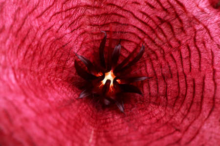 Stapelia purple flower macroの写真素材