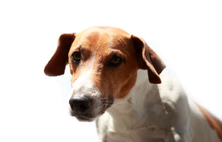 Jack Russell Terrier close up outdoorsの写真素材
