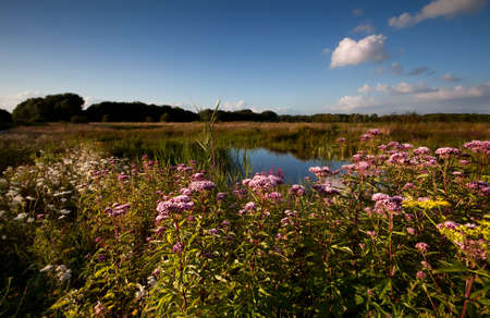 pink flowers around wild pond before sunsetの写真素材