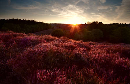 sunset over meadows covered with flowering heather - Calluna vulgarisの写真素材