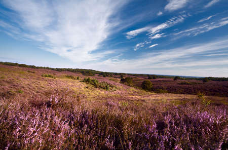 hills covered with pink blossoming heatherの写真素材