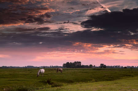 two horses on morning pasture at sunriseの写真素材