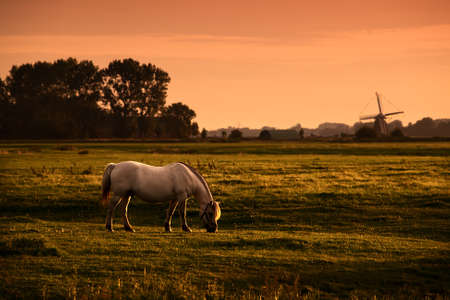 white horse on Dutch pasture with windmill  at sunriseの写真素材