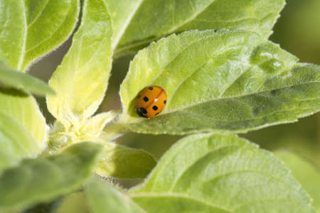 cute little ladybug on green leaves outdoorsの写真素材