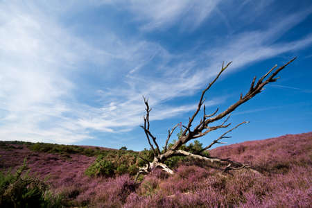 old dry tree over blue sky and flowering heatherの写真素材