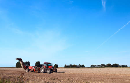 tractor harvest potato on Dutch fieldの写真素材