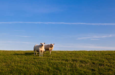 white sheep on green pasture over blue skyの写真素材