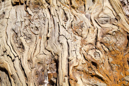 old wild wood textureの写真素材