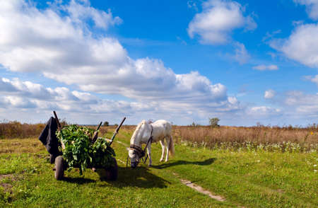 working horse and cart on the sunny autumn fieldの写真素材