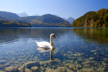 white swan on Alpsee in Bavariaの写真素材