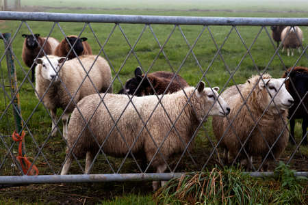 few Dutch sheep behind metal fenceの写真素材