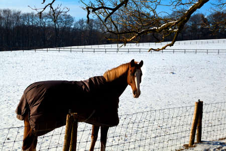 horse in warm blanket on winter pasture covered with snowの写真素材