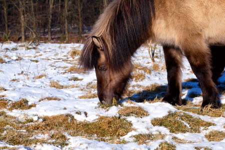brown pony grazes grass under snow on winter Dutch pastureの写真素材