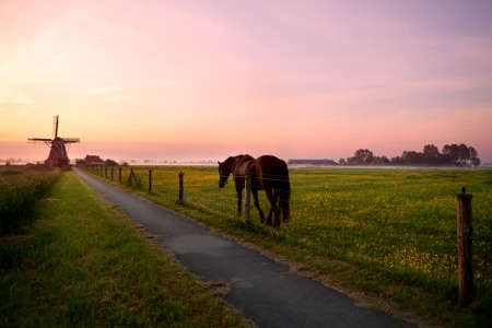 horse on pasture and Dutch windmill at summer sunriseの写真素材