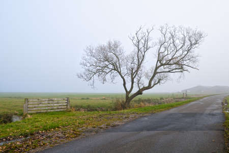 lonely tree by road in dense fogの写真素材