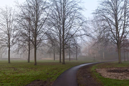 path in the park with dense fogの写真素材