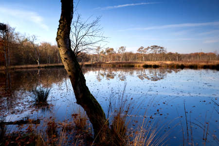 old tree trunk on swamp in Groningenの写真素材