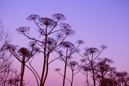 dry hogweed flowers over pink sky at sunsetの写真素材