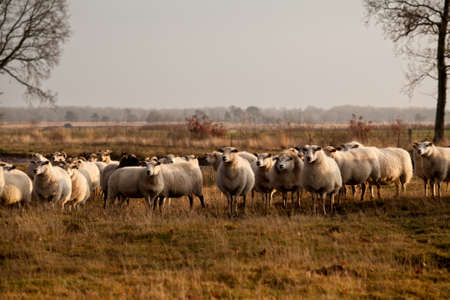 sheep herd in Dwingelderveld on outdoors pasture, Netherlandsの写真素材