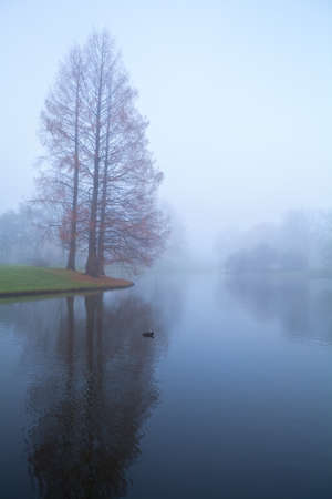 trees by lake in dense morning fogの写真素材